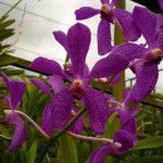 Орхидея Mokara Jairak Purple (отцвела)