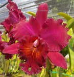 Орхидея Cattleya Chia Lin New City (сеянцы)