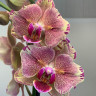 Орхидея Phalaenopsis Pirate Picotee peloric (отцвел, РЕАНИМАШКА)  