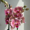 Орхидея Phalaenopsis Pirate Picotee peloric (отцвел, РЕАНИМАШКА)  