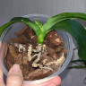 Орхидея Phalaenopsis Pirate Picotee peloric (отцвел, РЕАНИМАШКА)  