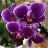 Орхидея Phalaenopsis Purple Princess, mini (отцвел)