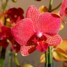 Орхидея Phalaenopsis Blake, multiflora (отцвел)