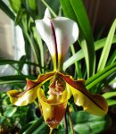 Орхидея Paphiopedilum Lathamianum