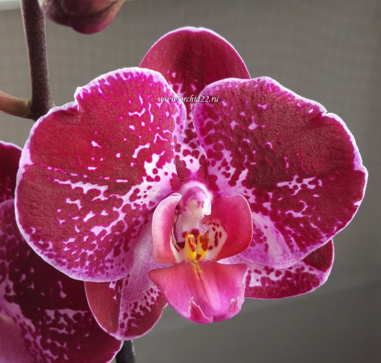 Орхидея Phalaenopsis Rosy Clouds (отцвел)
