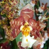 Орхидея Cambria (отцвела)