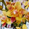Орхидея Phalaenopsis Sunny Smell, multiflora  