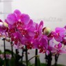 Орхидея Phalaenopsis midi