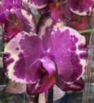 Орхидея Phal. Younghome New York (отцвел, РЕАНИМАШКА)