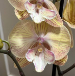 Орхидея Phalaenopsis Big Lip