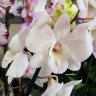 Орхидея Dendrobium Coconut Dream 