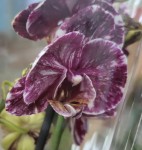 Орхидея Phalaenopsis midi, mutation (цветет, РЕАНИМАШКА)