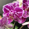 Орхидея Phalaenopsis, multiflora  (отцвел) 