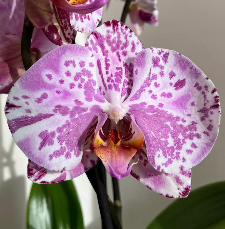 Орхидея Phalaenopsis (отцвёл)