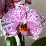 Орхидея Phalaenopsis (отцвёл)