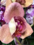 Орхидея Phalaenopsis peloric