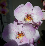 Орхидея Phalaenopsis Aalborg 