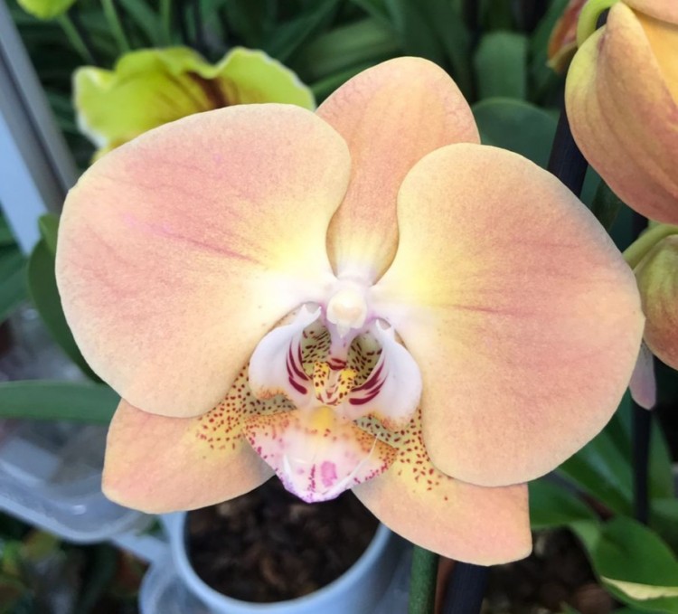 Орхидея Phalaenopsis   