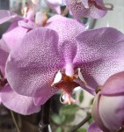 Орхидея Phalaenopsis Formation (отцвел)