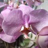 Орхидея Phalaenopsis Formation (отцвел)