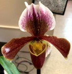 Орхидея Paphiopedilum hybrid (отцвел)          