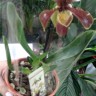 Орхидея Paphiopedilum hybrid (отцвел)          