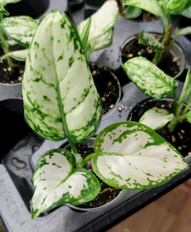 Aglaonema Snow Flake (детка)