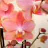 Орхидея Phalaenopsis Perfumе Odorion, multiflora (отцвел)