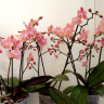 Орхидея Phalaenopsis Perfumе Odorion, multiflora (отцвел)