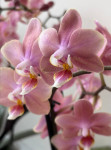 Орхидея Phalaenopsis Perfumе Odorion, multiflora (отцвел)