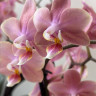 Орхидея Phalaenopsis Perfumе Odorion, multiflora (отцвел)