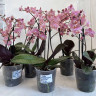 Орхидея Phalaenopsis Perfumе Odorion, multiflora (отцвел)