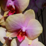 Орхидея Phalaenopsis Sara Blansh (отцвел, РЕАНИМАШКА)