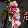 Орхидея Phalaenopsis Sara Blansh (отцвел, РЕАНИМАШКА)