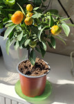 Каламондин (citrofortunella calamondin) с плодами