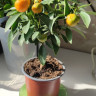 Каламондин (citrofortunella calamondin) с плодами