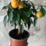 Каламондин (citrofortunella calamondin) с плодами