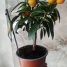 Каламондин (citrofortunella calamondin) с плодами