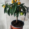 Каламондин (citrofortunella calamondin) с плодами