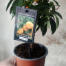 Каламондин (citrofortunella calamondin) с плодами