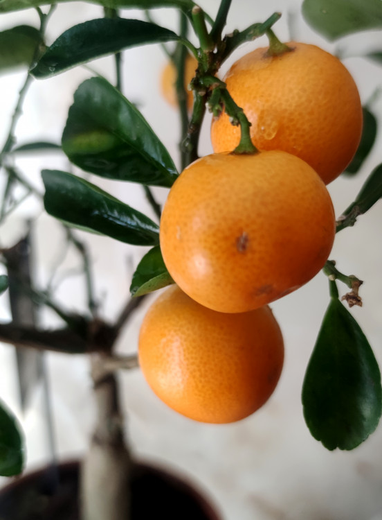Каламондин (citrofortunella calamondin) с плодами