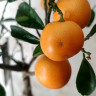 Каламондин (citrofortunella calamondin) с плодами