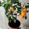 Каламондин (citrofortunella calamondin) с плодами