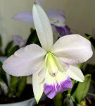 Орхидея Laeliocattleya Love Knot 'Blue Star'