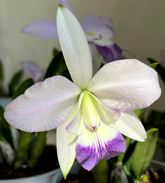 Орхидея Laeliocattleya Love Knot 'Blue Star' (отцвела)