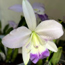 Орхидея Laeliocattleya Love Knot 'Blue Star' (отцвела)