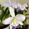 Орхидея Laeliocattleya Love Knot 'Blue Star' (отцвела)