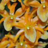 Орхидея Dendrobium Stardust Orange (отцвел)
