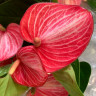 Anthurium Livium Ruby