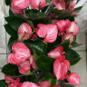 Anthurium Livium Ruby